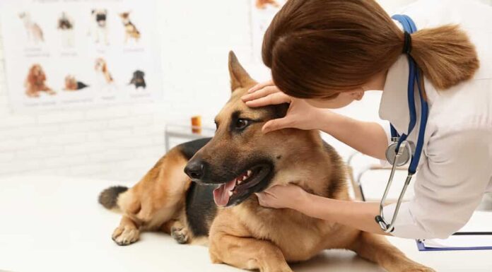 Portare il tuo cane dal veterinario per discutere di questo comportamento è meglio per escludere qualsiasi motivo di salute per mangiare la cacca. 