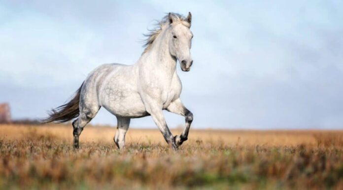 cavallo arabo bianco in corsa