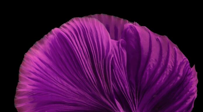 Splendido movimento del pesce Betta rosa viola, il Betta Halfmoon Fancy, il meraviglioso momento commovente del pesce combattente siamese, Betta splendens, il ritmo del pesce Betta isolato su sfondo nero.