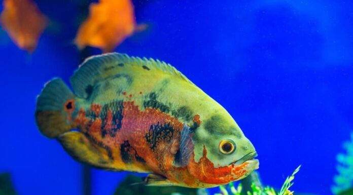 Un Oscar che nuota in un acquario