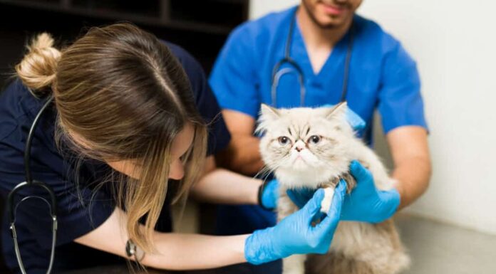 gatto dal veterinario in visita