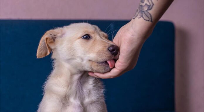Cucciolo che lecca la mano del proprietario