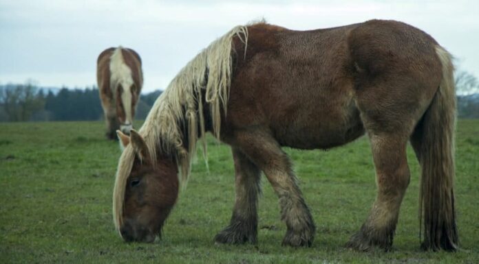 I cavalli più alti - Jutland
