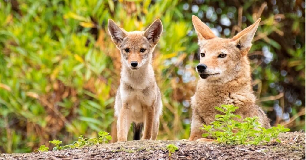 madre e bambino coyote su una roccia