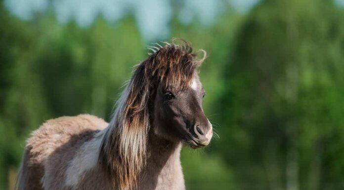 Ritratto di giovane pony Shetland in estate, color fungo