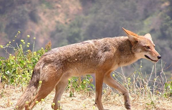 coyote che reagisce a un odore sgradevole