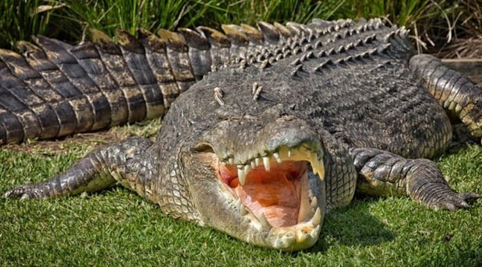 Animali più pesanti: coccodrillo d'acqua salata