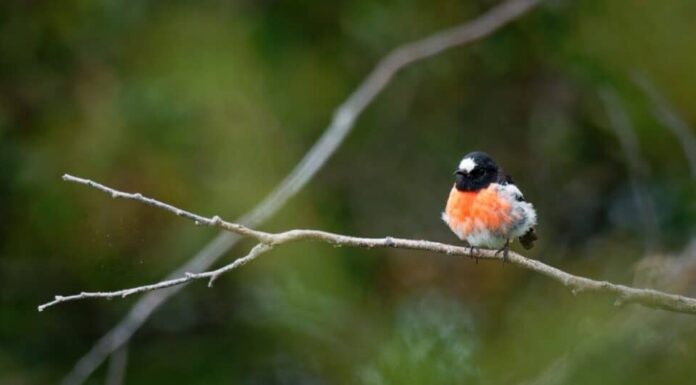 Uccelli con il petto rosso: Pettirosso scarlatto