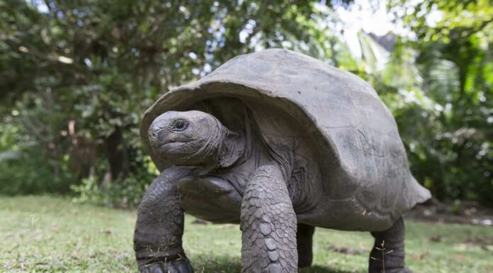 Una tartaruga gigante di Aldabra in piedi nell'erba.