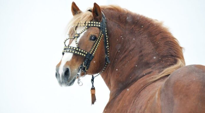 I cavalli più grandi: Russian Heavy