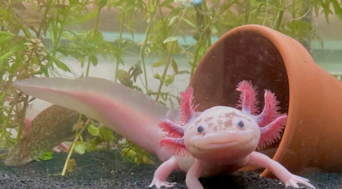 Axolotl leucistico maculato, ritratto a figura intera frontale con coda visibile. L'axolotl è color carne con grandi occhi neri rotondi. Ha una lunga coda. Ha tre appendici rosa-arancio su ogni lato della testa.