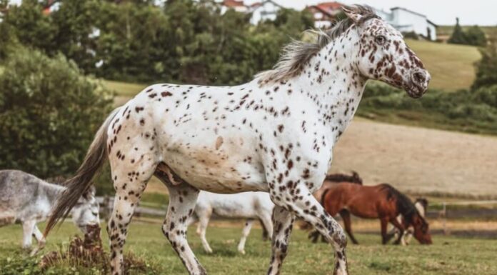 10 cavalli più belli del mondo
