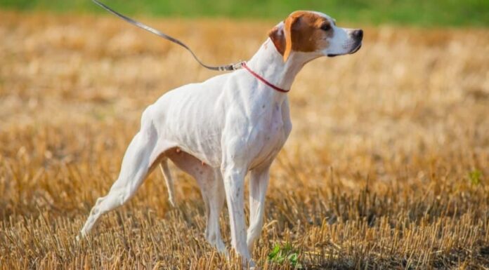Tipi di cani da ferma