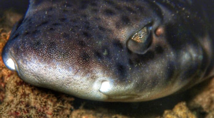 Squalo di bambù maculato bianco