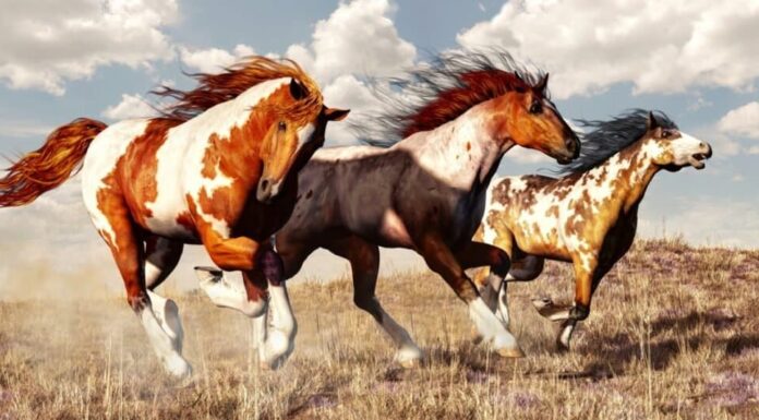 I 9 cavalli più veloci
