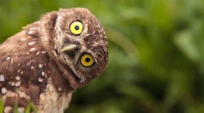 gufo delle tane con la testa inclinata di lato