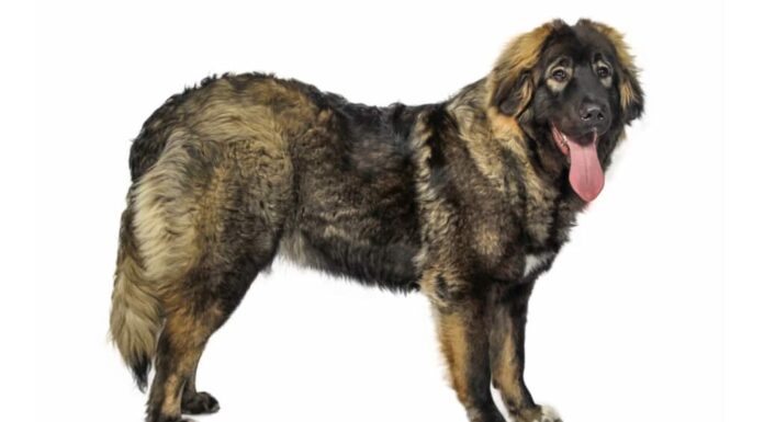 Pastore del Caucaso su sfondo bianco