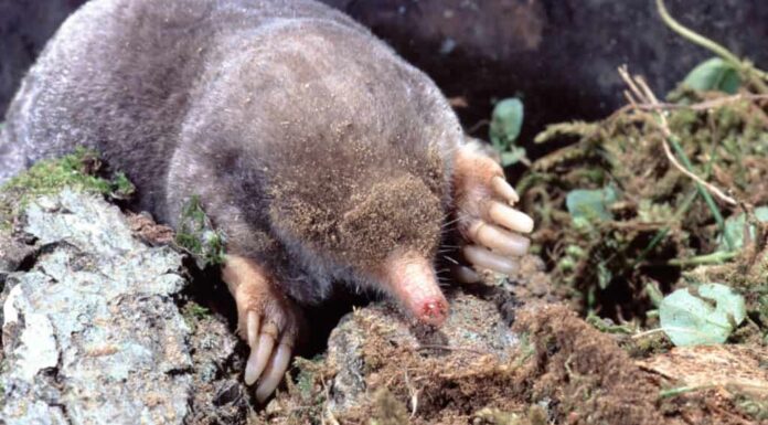 7 animali che scavano buche nel tuo giardino (con immagini e come fermarli!)
