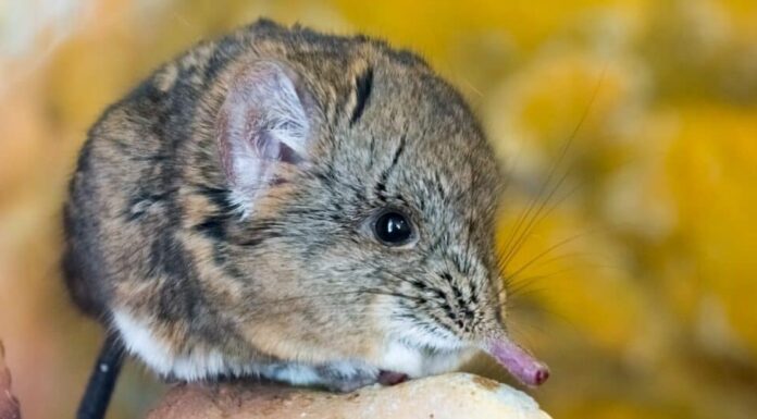 7 animali con il naso grande (e perché li hanno)
