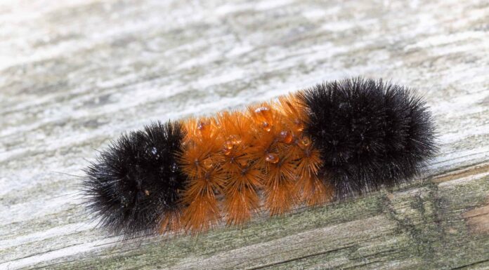 7 animali straordinari che possono congelarsi e tornare in vita
