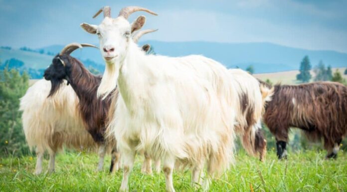 Gregge di capre Cashmere al pascolo.