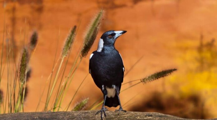 7 uccelli più mortali sulla terra e cosa li rende così pericolosi
