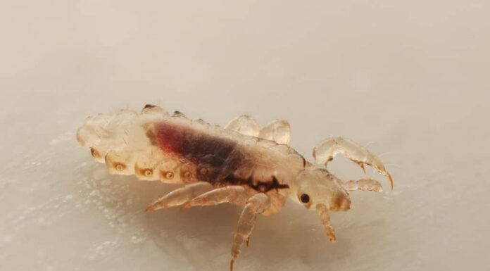 Pidocchi (pidocchio) isolati