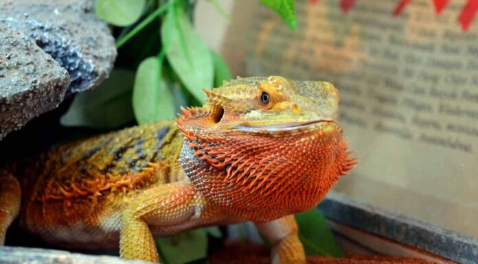 Il drago barbuto centrale (Pogona vitticeps), noto anche come drago barbuto dell'entroterra