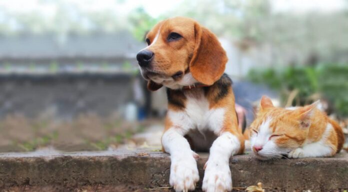 Perché i cani sono migliori dei gatti? 