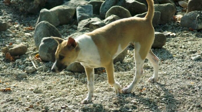 Razze rare di cani - Telomian