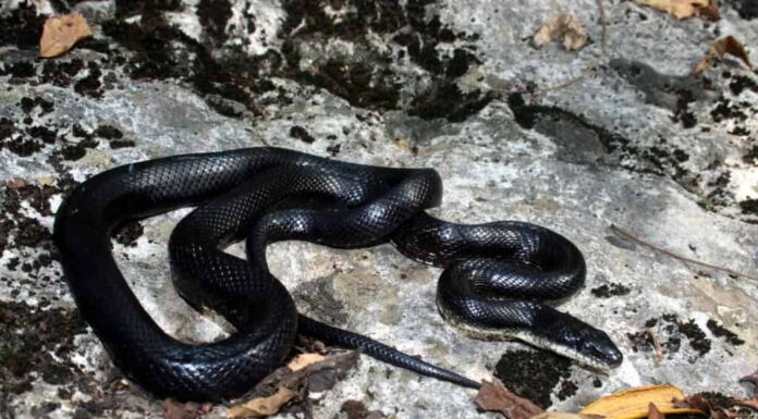 Un serpente di ratto nero che striscia su una grande roccia
