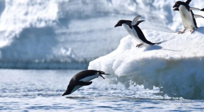 Gli animali più felici: il pinguino