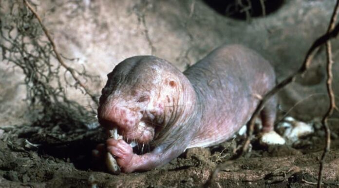 Animali che scavano sottoterra: talpa nuda