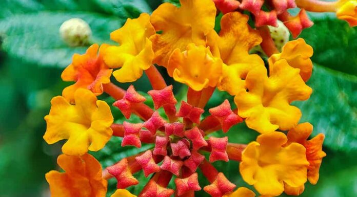 Primo piano di Lantana urticoides rosso arancione o Texas lantana.