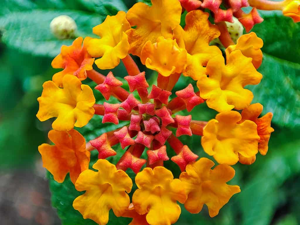 Primo piano di Lantana urticoides rosso arancione o Texas lantana.