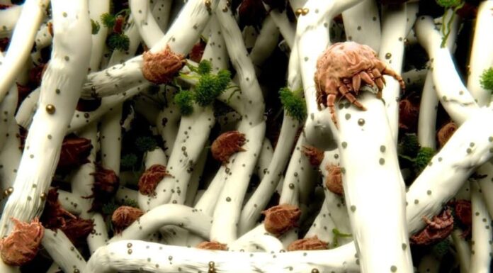 Acari della polvere contro cimici dei letti: acari della polvere