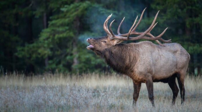 Animali che fanno la muta - Alce