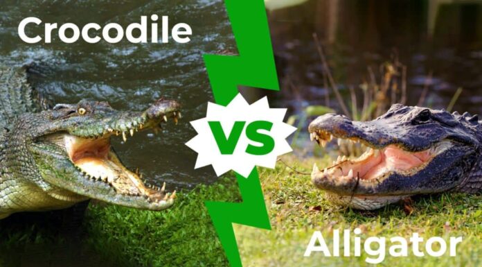 Coccodrillo contro alligatore