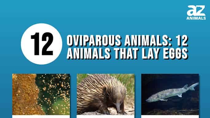 Animali ovipari: 12 animali che depongono le uova (alcuni ti sorprenderanno!)
