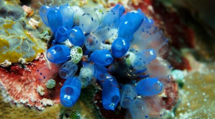 Animali spaventosi: i 10 animali più inquietanti del mondo
