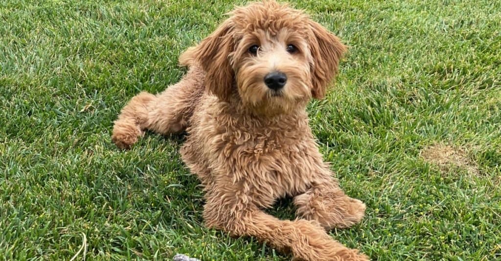 Goldendoodle sdraiato sull'erba