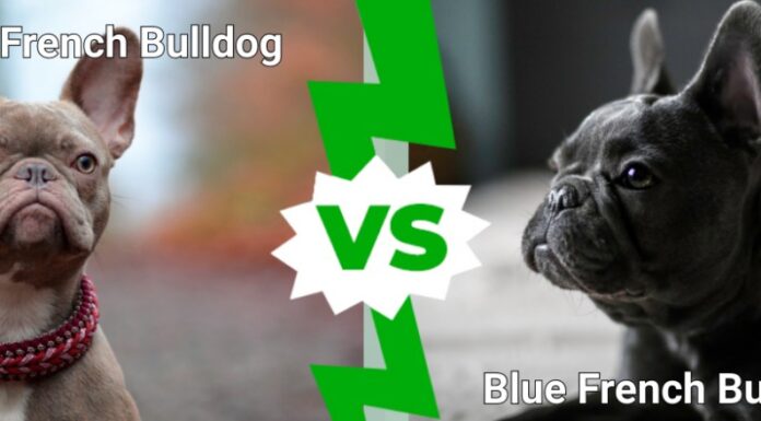 Bulldog francese lilla contro Bulldog francese blu
