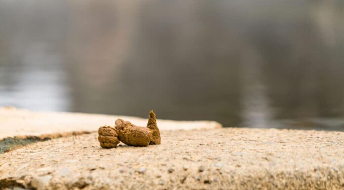 Cacca di scimmia delle nevi 