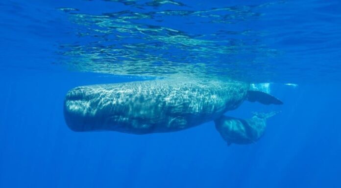 Capodoglio e il suo vitello che nuotano in superficie, Oceano Indiano, Mauritius.