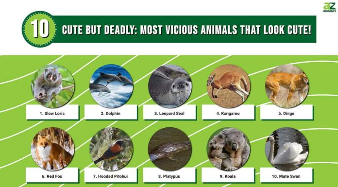 Carini ma mortali: i 10 animali più feroci che sembrano carini!
