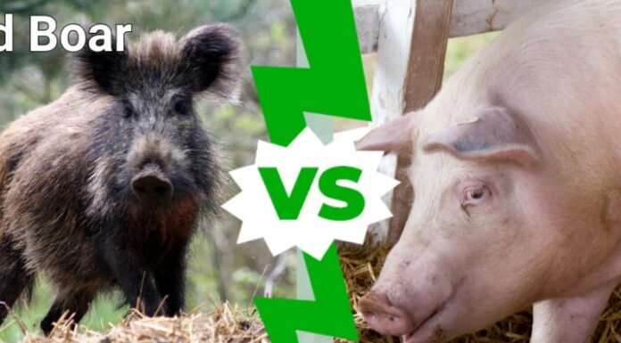 Cinghiale contro maiale