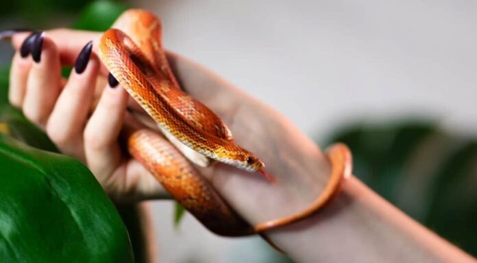 Classifica dei nostri 10 migliori animali da tenere come animali domestici nel 2024
