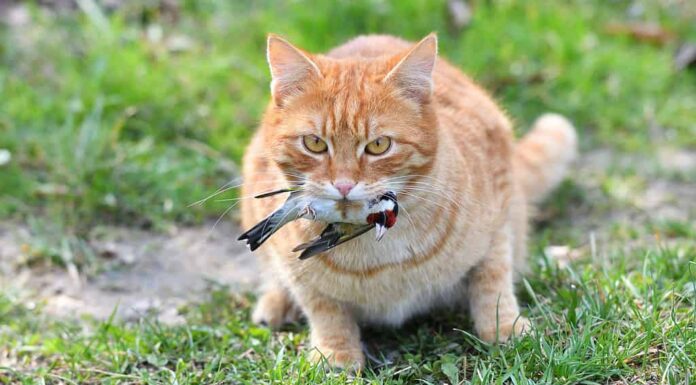 Il gatto gioca con la preda