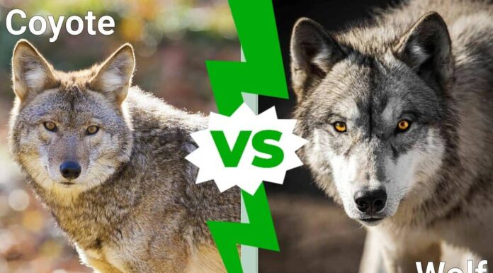 Coyote vs Lupo: spiegate le 6 differenze chiave
