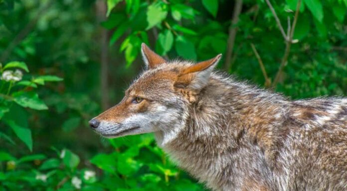 Coywolf – Coyote Wolf Mix: tutto quello che devi sapere su questo ibrido
